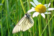 Thecla odinus - Baumweißling (Roter Apollo)